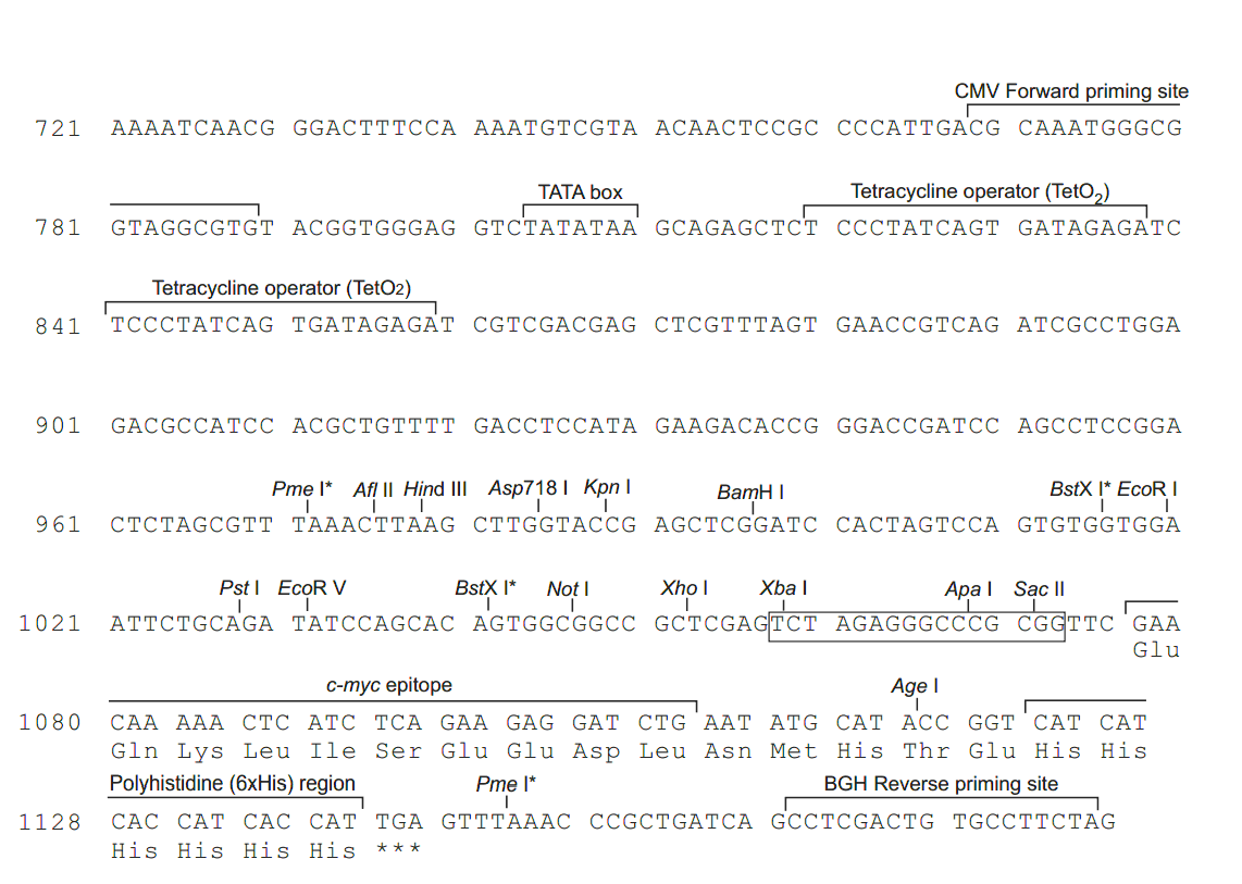 pcDNA4-TO-myc-His B 多克隆位点 点击看大图 pcDNA4-TO-myc-His B 多克隆位点